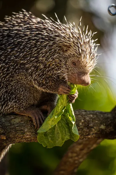 A porcupine perched on a branch enjoying a fresh green leaf in its natural habitat.