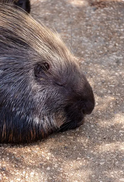 A peaceful close-up shot of a porcupine resting on textured ground, showcasing its spines.