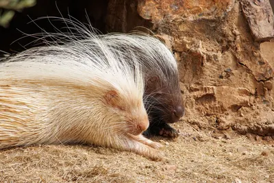 Two porcupines resting peacefully in their natural surroundings, showcasing their distinctive spines.