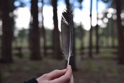 A hand holds a single feather in a tranquil forest, showcasing nature's simplicity.