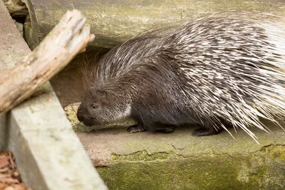 Detailed image of a porcupine with sharp quills in a rustic outdoor setting.