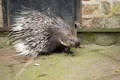 A detailed image of a porcupine walking on a stone ground, showcasing its sharp quills.