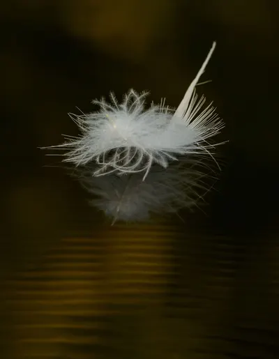 A close-up of a delicate white feather floating on rippling water.