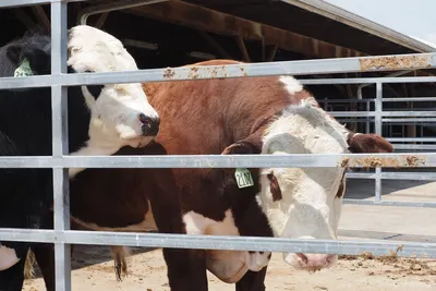 Close-up of brown and white cows in a farm pen, showcasing livestock behind a metal fence.