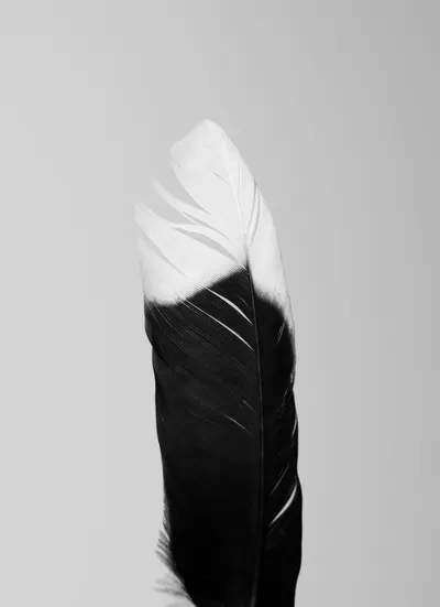 Close-up of a single feather in black and white, showcasing natural textures and patterns.