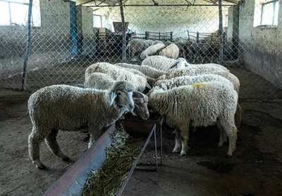 Sheep graze in a rustic barn setting in India, showcasing agricultural life.