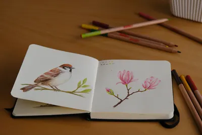 Intricate sketches of a sparrow and magnolia in a notebook with colored pencils on a table.