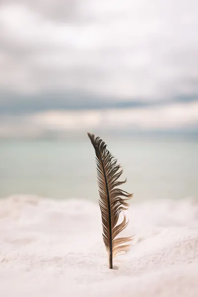 A solitary feather standing upright in the white sandy beach of Destin, Florida.