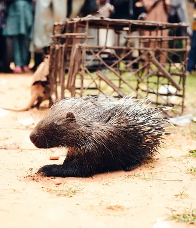 Porcupine with quills outdoors next to a rustic cage on sandy ground.