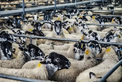 A crowded pen of speckle-faced sheep at an agricultural market, showcasing livestock management.