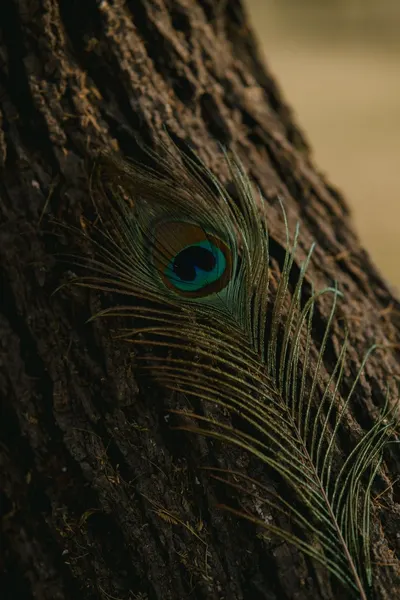A detailed view of a vibrant peacock feather resting against tree bark.