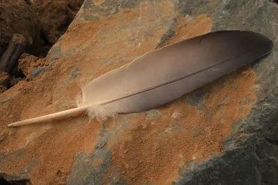 Detailed image of a single feather resting on a dusty rock.