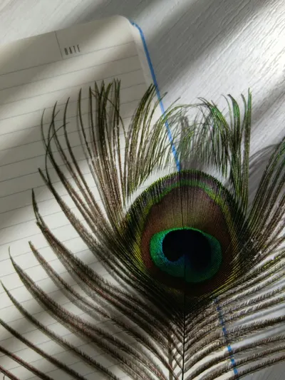 A detailed close-up of a vibrant peacock feather resting on a notebook with sunlight casting shadows.