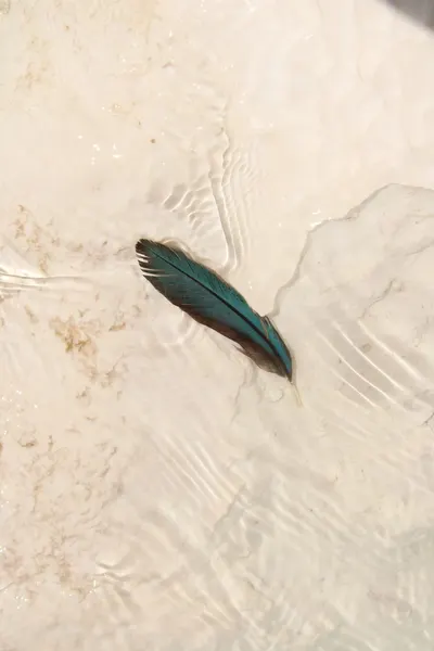 A blue feather lies gently on a rippling sandy shoreline, capturing a serene natural moment.