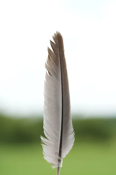 A close-up image of a single feather with a blurred green background, captured in natural light.