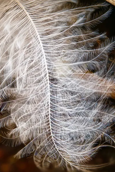 Intricate details of a single white feather captured in stunning close-up.