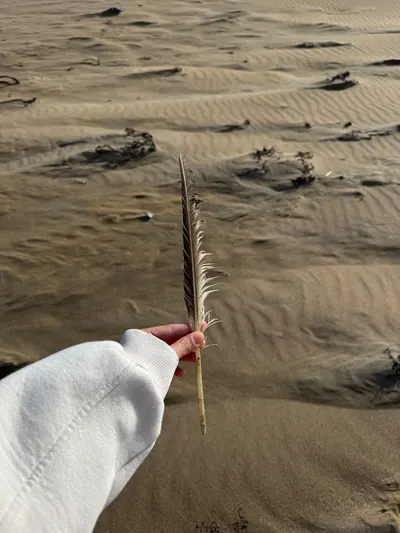 A hand holding a feather on a wind-swept beach in Ireland, showcasing nature's simplicity.