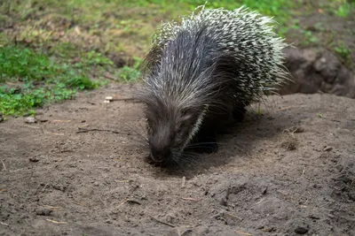 A close-up view of a porcupine exploring the earthy ground in its natural habitat.