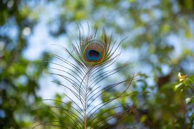 Close-up of a colorful peacock feather with a blurred natural background in Cartagena.
