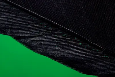 Detailed macro shot of a black feather against a bright green backdrop, highlighting texture and pattern.