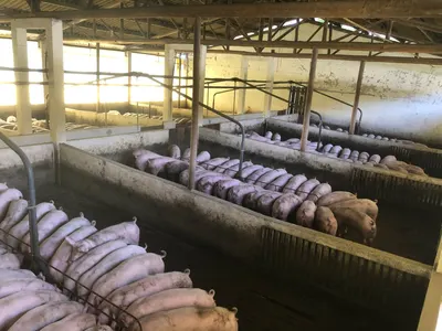 From above of hungry pigs gathered around feeders eating in big clean indoor farm