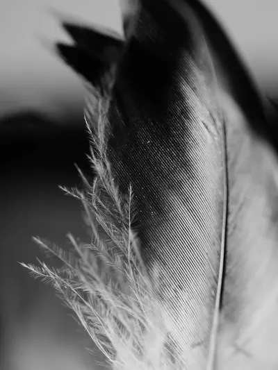 A detailed black and white macro shot capturing the intricate texture of a feather.