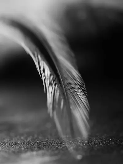 A detailed black-and-white feather close-up showing intricate patterns and textures.