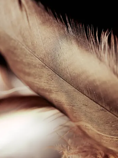 Capture the intricate texture and softness of a feather in this close-up image.
