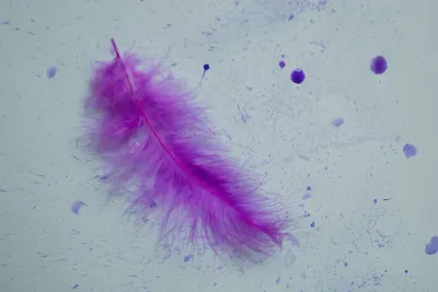 A striking purple feather on a splattered paint backdrop, perfect for creative projects.